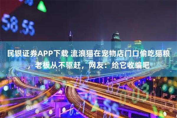 民银证券APP下载 流浪猫在宠物店门口偷吃猫粮，老板从不驱赶，网友：给它收编吧